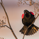 Screaming birb